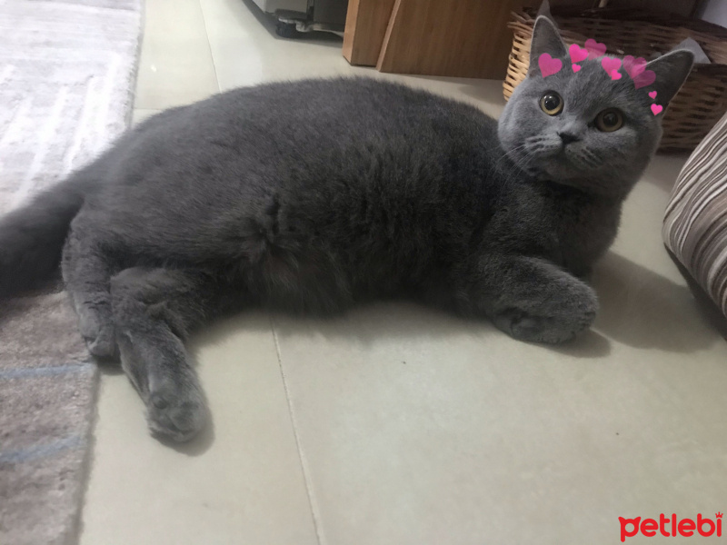 British Shorthair, Kedi  Pelinsu fotoğrafı