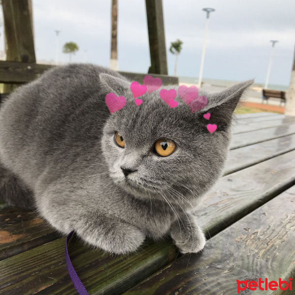 British Shorthair, Kedi  Pelinsu fotoğrafı