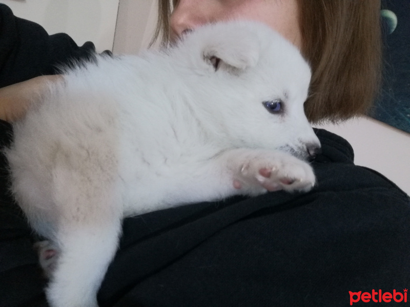 Sibirya Kurdu (Husky), Köpek  Snow fotoğrafı