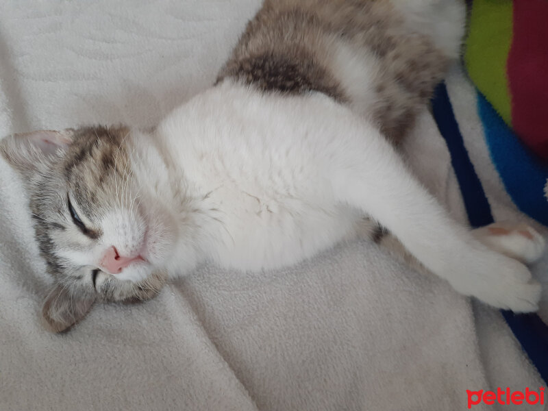 Tekir Kedi, Kedi  Mia fotoğrafı