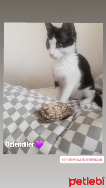 Siyam Kedisi, Kedi  Luci fotoğrafı