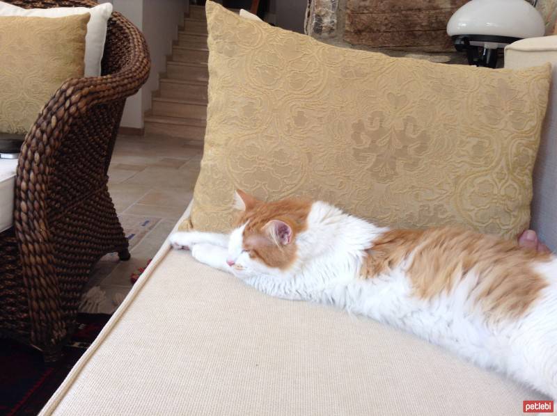 Tekir Kedi, Kedi  Mino fotoğrafı