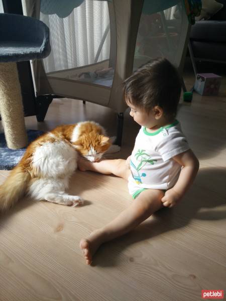 Tekir Kedi, Kedi  Mino fotoğrafı