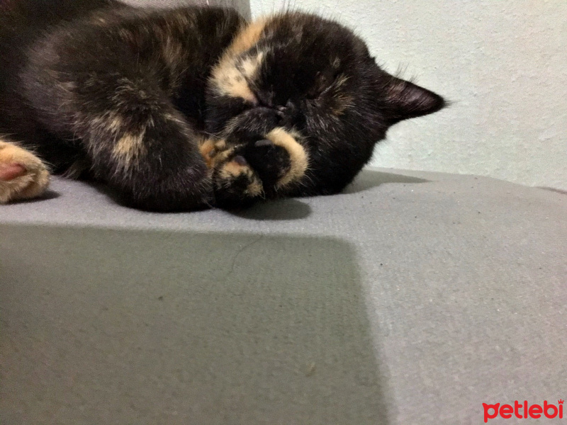 Exotic Shorthair, Kedi  Lucy fotoğrafı