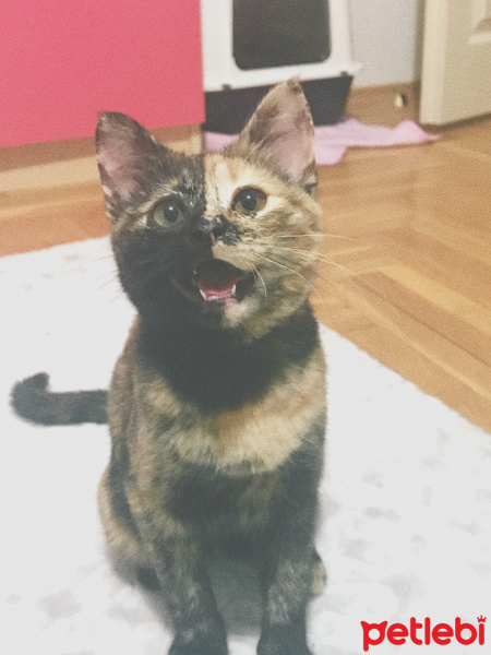 Tekir Kedi, Kedi  Venüs fotoğrafı