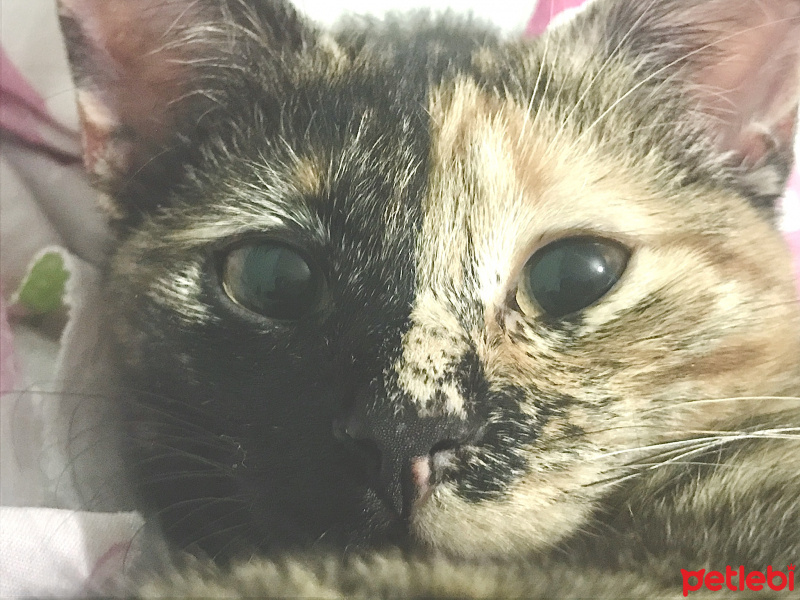 Tekir Kedi, Kedi  Venüs fotoğrafı