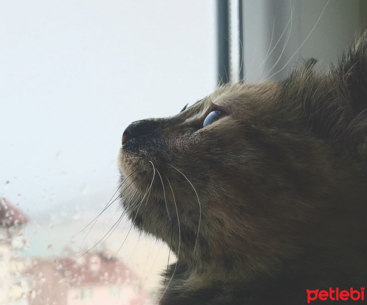 Tekir Kedi, Kedi  Venüs fotoğrafı