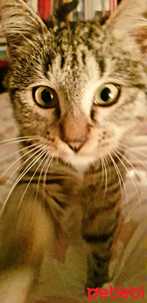 Tekir Kedi, Kedi  Çocuuk Kedi fotoğrafı