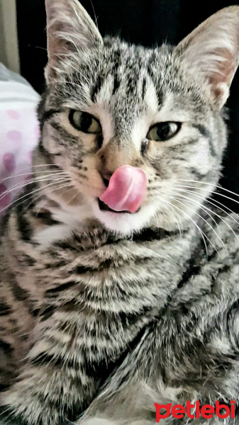 Tekir Kedi, Kedi  Çocuuk Kedi fotoğrafı