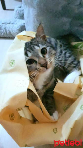 Tekir Kedi, Kedi  Çocuuk Kedi fotoğrafı