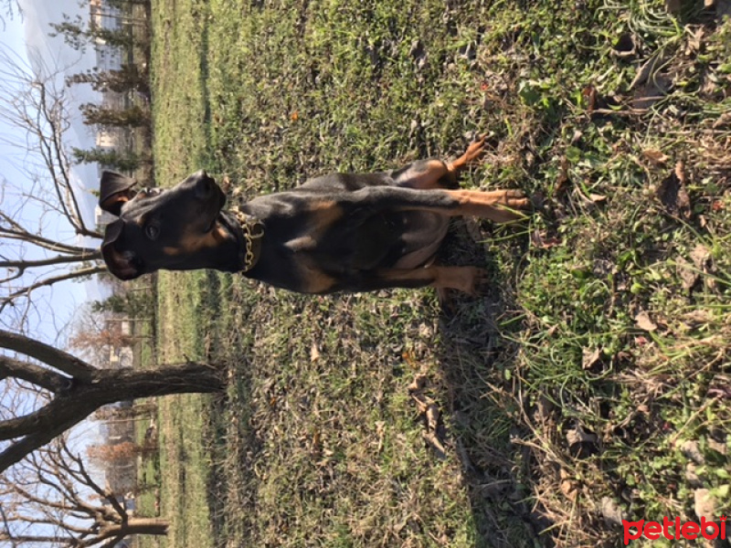 Doberman Pinscher, Köpek  Eyşan fotoğrafı