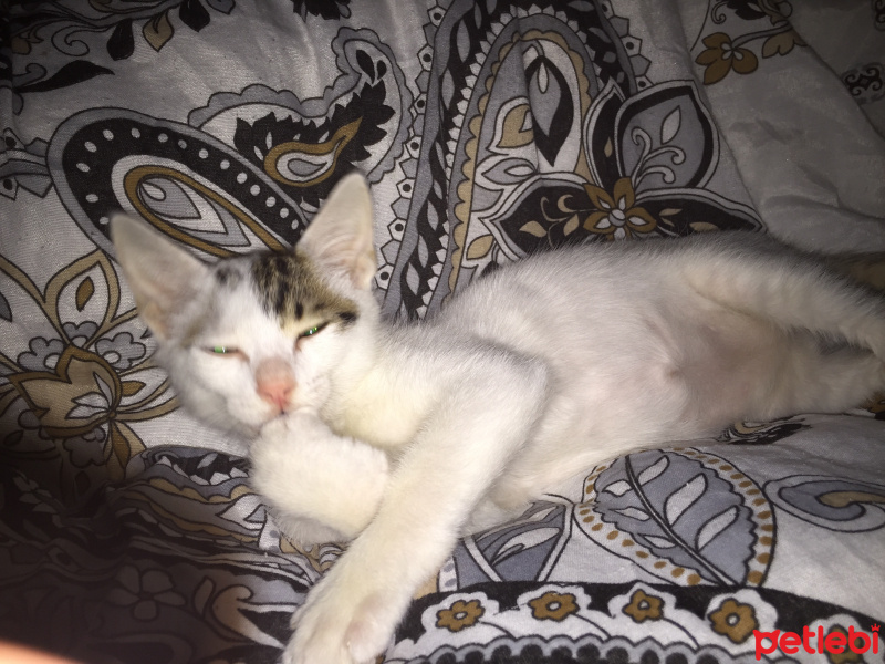 Tekir Kedi, Kedi  Pamuk fotoğrafı