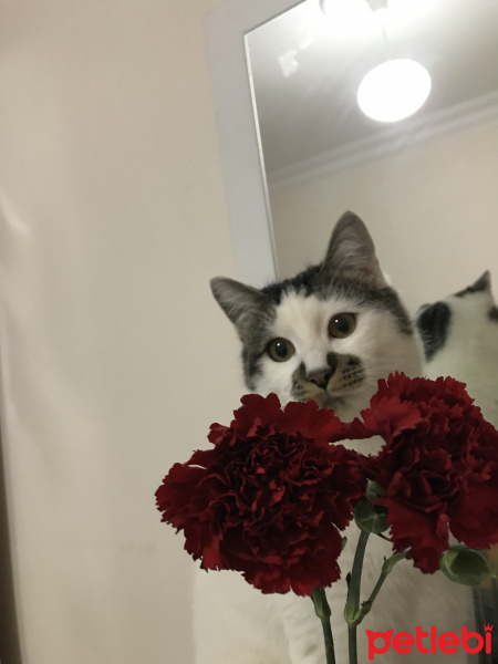 Tekir Kedi, Kedi  pamuk fotoğrafı