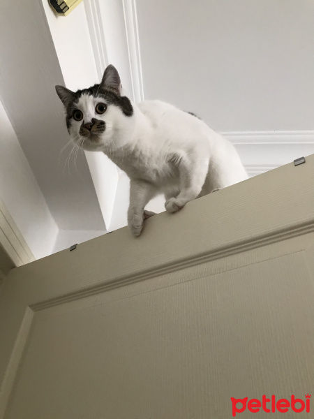 Tekir Kedi, Kedi  pamuk fotoğrafı