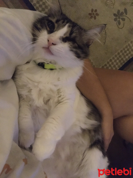Tekir Kedi, Kedi  Aşko fotoğrafı