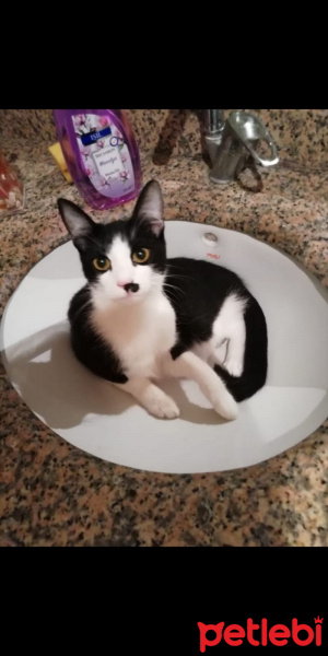 Tekir Kedi, Kedi  Gölge fotoğrafı