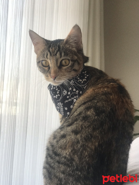 Tekir Kedi, Kedi  Moşe fotoğrafı