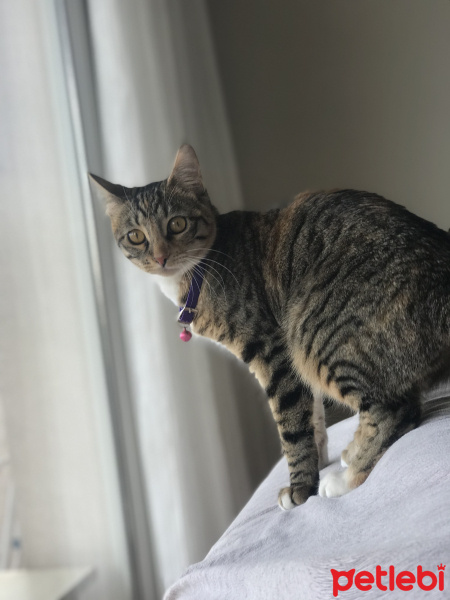 Tekir Kedi, Kedi  Moşe fotoğrafı