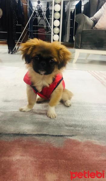 Pekingese, Köpek  Arya fotoğrafı
