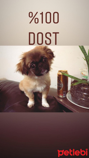 Pekingese, Köpek  Arya fotoğrafı