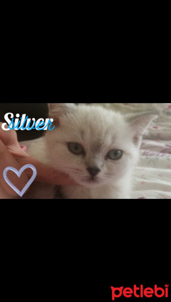 British Shorthair, Kedi  Silver fotoğrafı