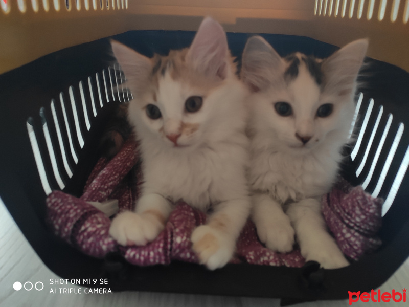 Tekir Kedi, Kedi  Bal fotoğrafı