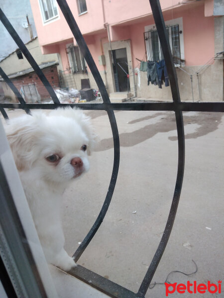 Pekingese, Köpek  Mia fotoğrafı