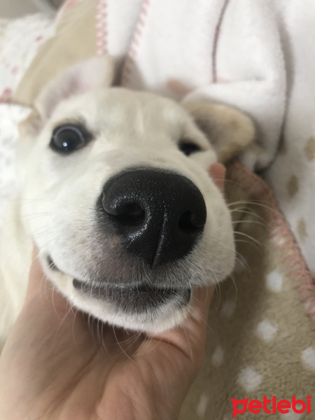 Golden Retriever, Köpek  Mars fotoğrafı