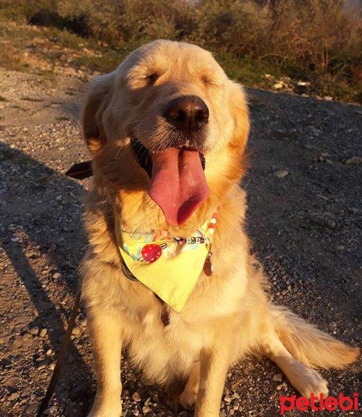 Golden Retriever, Köpek  Safari fotoğrafı