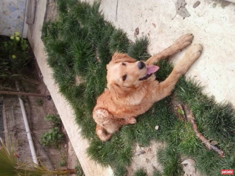 Golden Retriever, Köpek  Tommy fotoğrafı