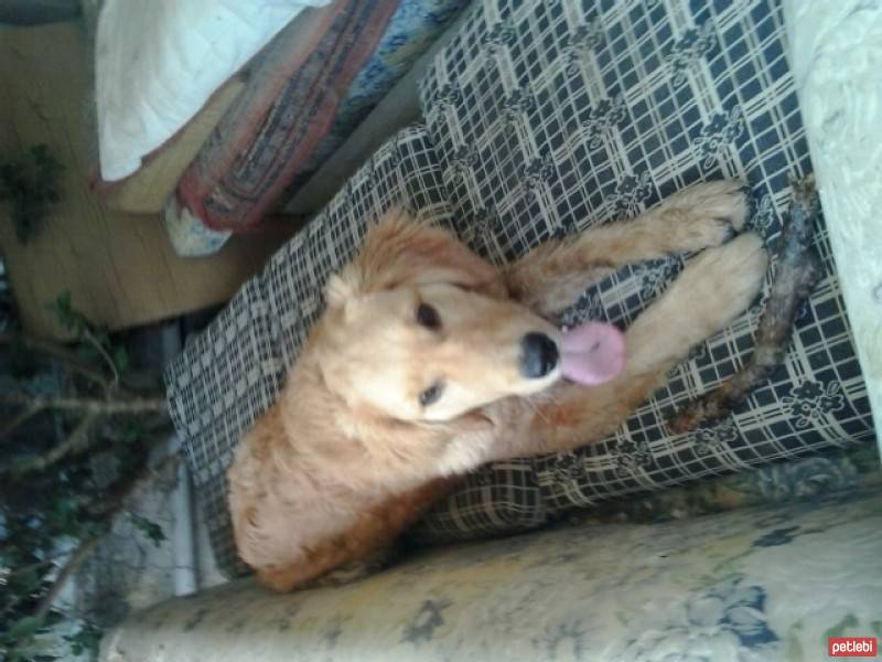 Golden Retriever, Köpek  Tommy fotoğrafı