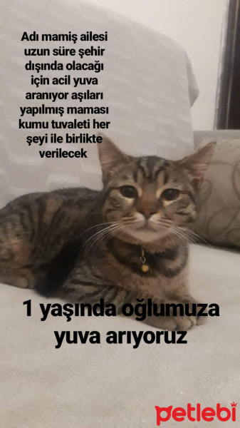 Tekir Kedi, Kedi  Mamis fotoğrafı