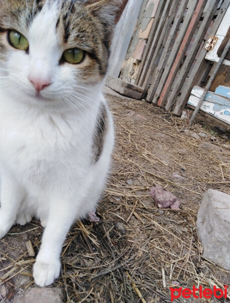 Tekir Kedi, Kedi  Nar fotoğrafı