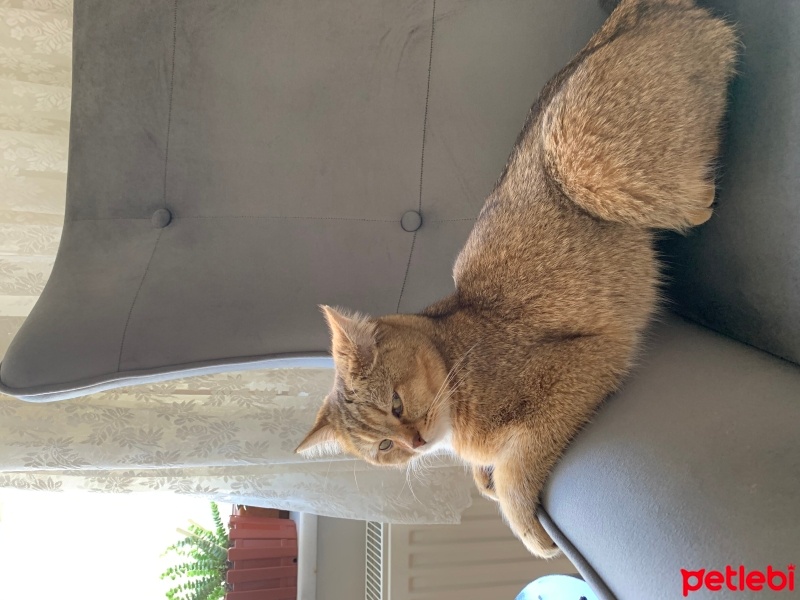 British Shorthair, Kedi  bade fotoğrafı
