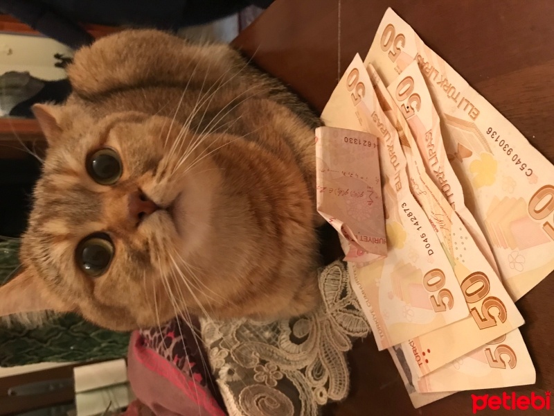 British Shorthair, Kedi  bade fotoğrafı