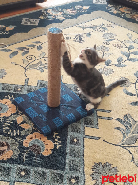 Ankara Kedisi, Kedi  Hırçın fotoğrafı