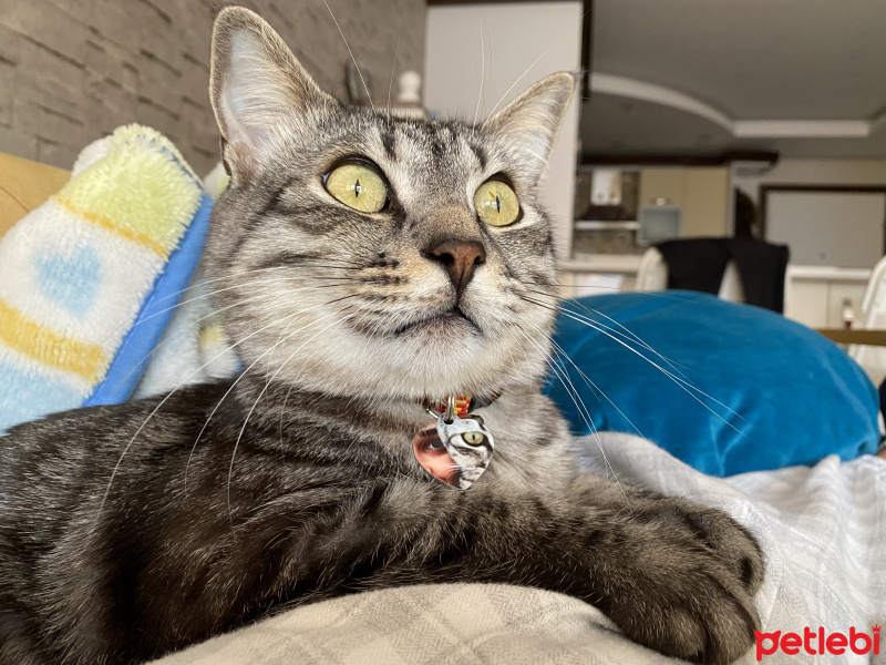 Tekir Kedi, Kedi  Şapşik fotoğrafı