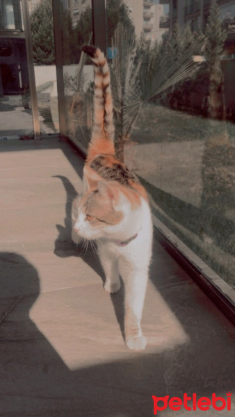 Soke, Kedi  Maca fotoğrafı