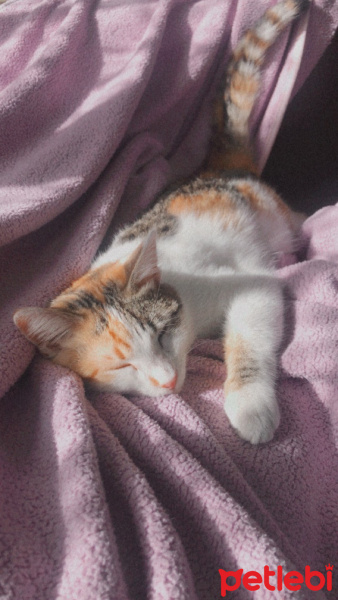 Soke, Kedi  Maca fotoğrafı