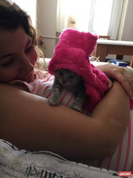 Tekir Kedi, Kedi  Ponçik fotoğrafı