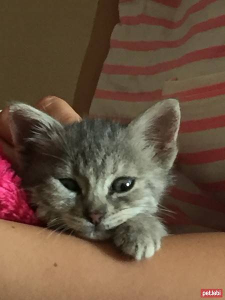 Tekir Kedi, Kedi  Ponçik fotoğrafı