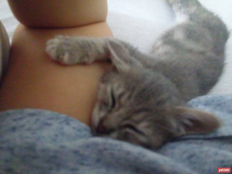 Tekir Kedi, Kedi  Ponçik fotoğrafı