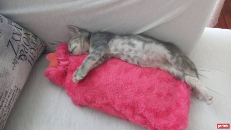 Tekir Kedi, Kedi  Ponçik fotoğrafı