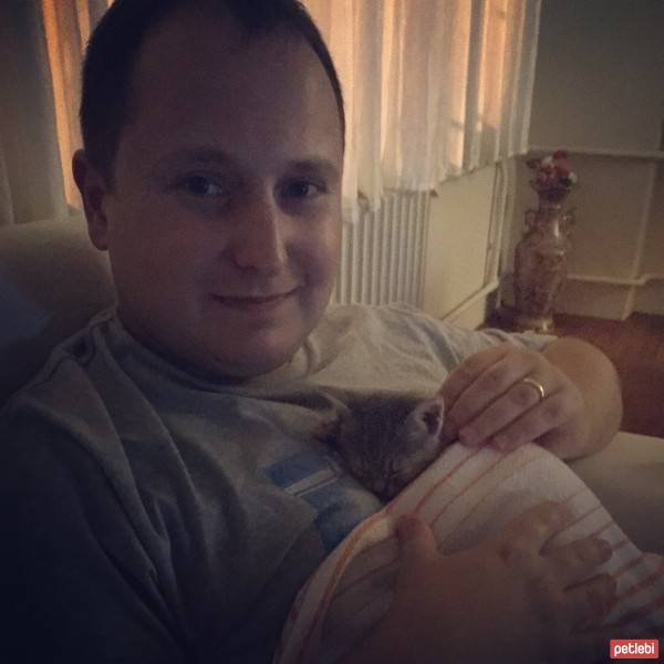 Tekir Kedi, Kedi  Ponçik fotoğrafı