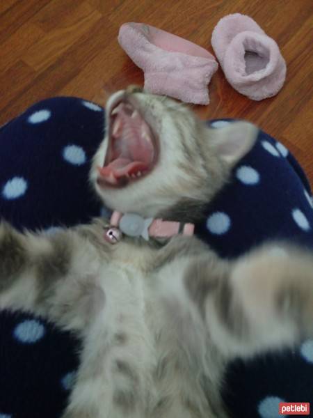 Tekir Kedi, Kedi  Ponçik fotoğrafı