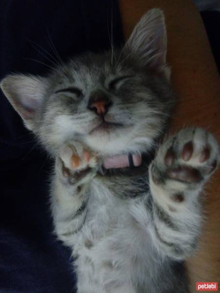 Tekir Kedi, Kedi  Ponçik fotoğrafı