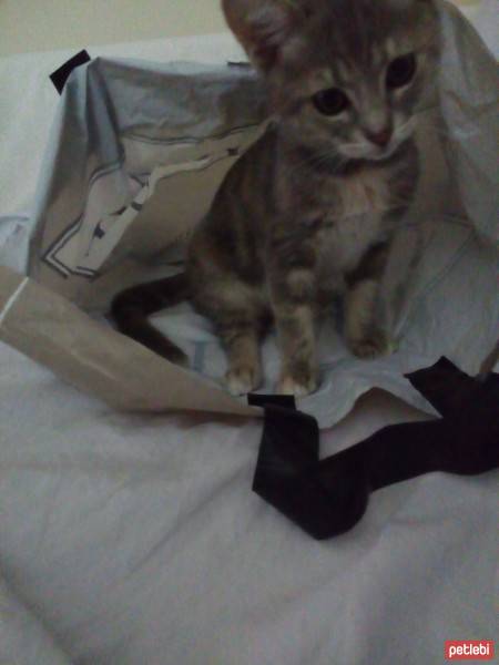 Tekir Kedi, Kedi  Ponçik fotoğrafı