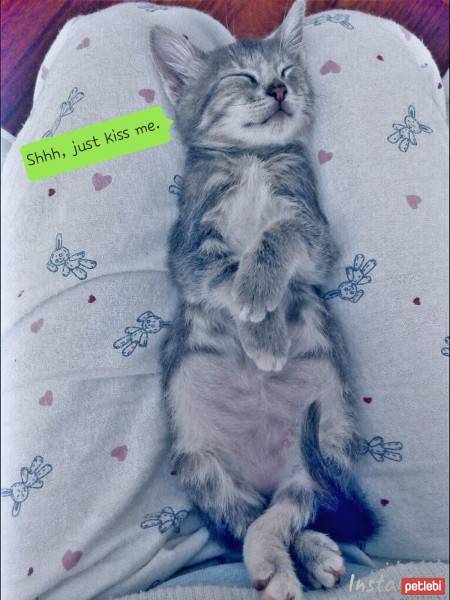 Tekir Kedi, Kedi  Ponçik fotoğrafı