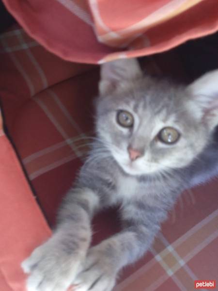 Tekir Kedi, Kedi  Ponçik fotoğrafı