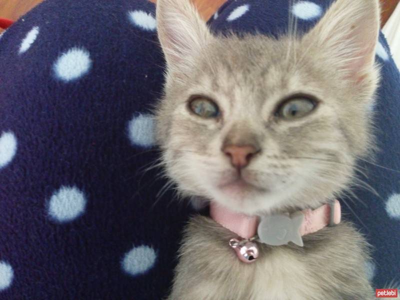 Tekir Kedi, Kedi  Ponçik fotoğrafı